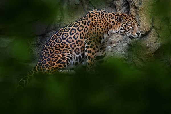 Jaguar in the nature, wild cat in in habitat, Porto Jofre in Brazil. Jaguar in green vegetation, river shore bank with rock, hidden in tree. Hunter in the habitat, South America.