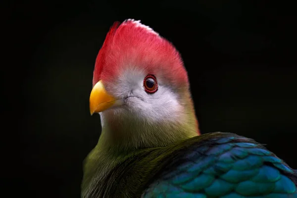Τουράκο Κόκκινο Τρίχωμα Ερυθρολόφος Του Ταουράκο Τουράκο Ενδημικό Πτηνό Της — Φωτογραφία Αρχείου