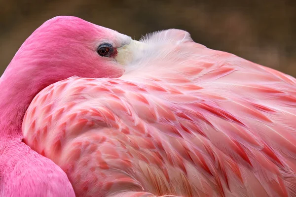 Bolivia Andisk Flamingo Phoenicoparrus Andinus Född Anderna Sydamerika Närbild Detalj — Stockfoto
