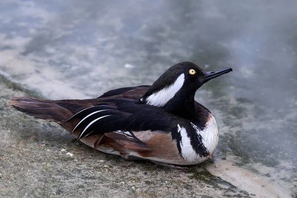 Zakapturzony Merganser Lophodytes Cucullatus Rybożerny Ptak Przy Wodzie Zakapturzony Ptak — Zdjęcie stockowe