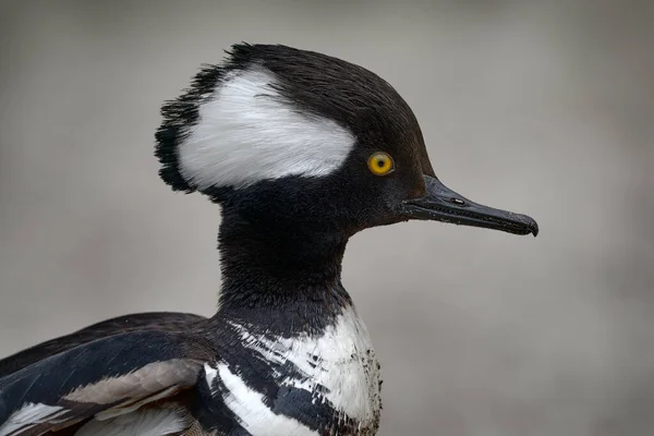 Close Detail Head Duck Bird Portrait Hooded Merganser Lophodytes Cucullatus — Stock Photo, Image
