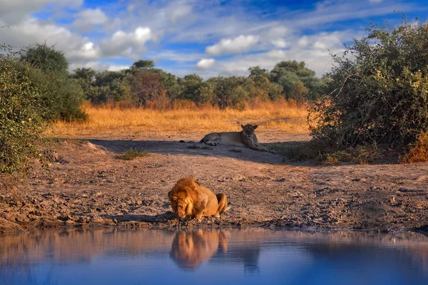 Lion Boit Eau Paysage Savuti Avec Eau Ciel Bleu Nuages — Photo