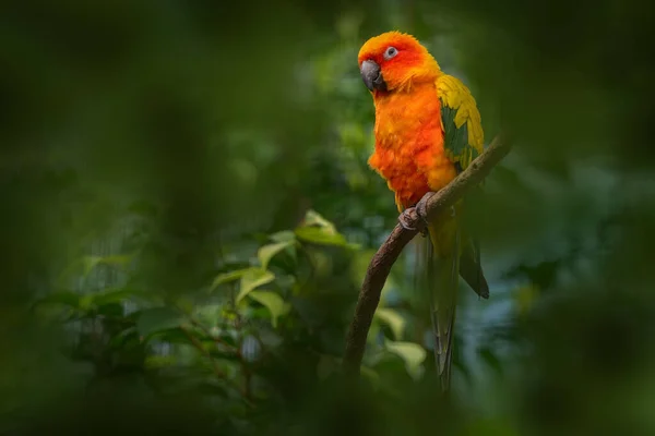 Солнечный Попугай Conure Aratinga Solstitialis Красный Оранжевый Попугай Обитающий Венесуэле — стоковое фото