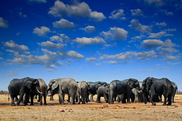 Elephant herd group near the water hole, blue sky with clouds. African elephant, Savuti, Chobe NP in Botswana. Wildlife scene from nature, elephant in habitat, Africa.