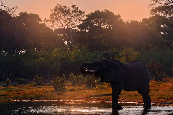 Afrika Botswana Khwai Nehrinde Fil Gün Batımı — Stok fotoğraf