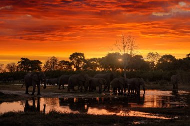 Afrika 'da doğa. Khwai Nehri 'ndeki fil, Botswana' daki Moremi Rezervi. Kırmızı turuncu bulutlu nehir batımı ve tek başına büyük bir deniz fili. Afrika 'da vahşi yaşam, suda hayvan, alacakaranlık akşamı.