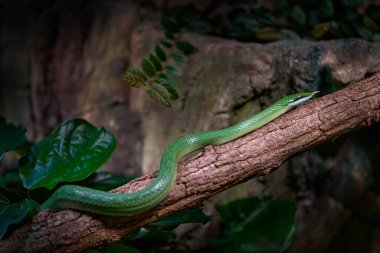 Gergedan Sıçan Yılanı, Gonyosoma Boulengeri, Vietnam ve Çin 'den Viper. Bitki örtüsünde yeşil yılan. Asya vahşi yaşamı. 