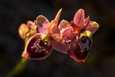 Ophrys tenthredinifera x passionis garganica hybryd Gargano in Italy. Avrupa karasal vahşi orkidesi, doğa habitatı. Avrupa 'dan gelen güzel detaylar çiçek açar. Yeşil çayır üzerinde yabani bir çiçek, göz.