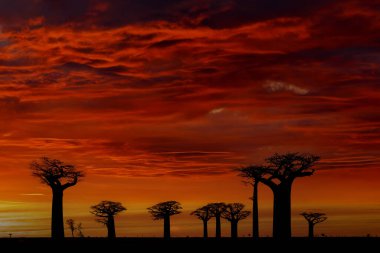 Madagaskar, Baobat Red Sunset. Madagaskar 'dan Baobab arazisi sokağı. En ünlü tipik yer L 'alle des baobab, güneşli bir gün ve turuncu kırmızı gökyüzü olan eski ağaçlarla dolu çakıl yolu..