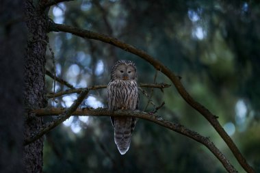 Ladin ağaç orman habitat Baykuş, Sumava Np, Çek Cumhuriyeti. Ural Baykuşu, Strix uralensis, ağaç dalı üzerinde oturan, yeşil yaprakları meşe ormanı, doğadan yaban hayatı sahne. Yabani kuş ile habitat.