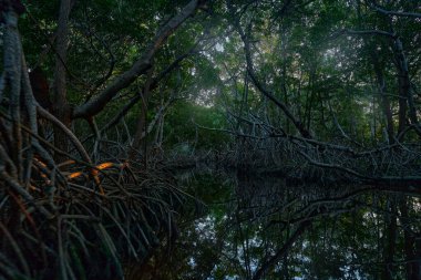 Mangrove, Ria Celestun, Meksika 'da. Karayiplerden gelen mistik orman manzarası. Orta Amerika 'da tatil. Ağaçların arasında ışık var. Meksika nehir manzarası. Tropik ormanda karanlık su.
