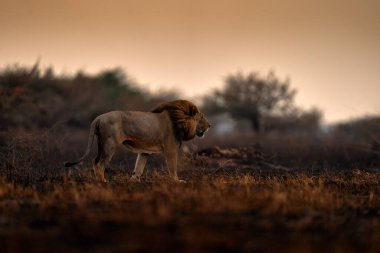 Aslan, yangın savanayı yaktı. Yanan hayvanlar, kül ve kül içinde yatan aslanlar, Botswana 'da Savuti, Chobe NP. Afrika 'da sıcak mevsim. Afrika aslanı, erkek. Botswana Vahşi Hayatı.  