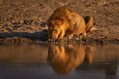 Aslan suyu içer, Savuti, Botswana 'da Chobe NP. Afrika 'da sıcak mevsim. Afrika aslanı, erkek. Botswana vahşi yaşamı. Su birikintisinin yanında genç bir erkek..