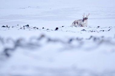 Svalbard vahşi ren geyiği, Rangifer tarandus, karda büyük boynuzları olan, Svalbard, Norveç. Svalbard ren geyiği, doğadan vahşi yaşam sahnesi, Actic 'te kış. Ren geyikleriyle kış manzarası. 