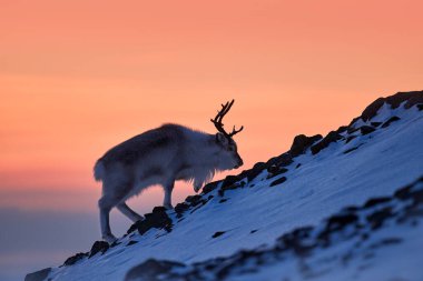 Kutup gündoğumu. Ren geyikli turuncu ışık. Vahşi ren geyikleri, Rangifer tarandus, karda büyük boynuzları olan, Svalbard, Norveç. Kayalık dağda Svalbard geyiği. Vahşi yaşam, kış turuncu gün batımı.