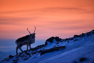 Kutup gündoğumu. Ren geyikli turuncu ışık. Vahşi ren geyikleri, Rangifer tarandus, karda büyük boynuzları olan, Svalbard, Norveç. Kayalık dağda Svalbard geyiği. Vahşi yaşam, kış turuncu gün batımı.