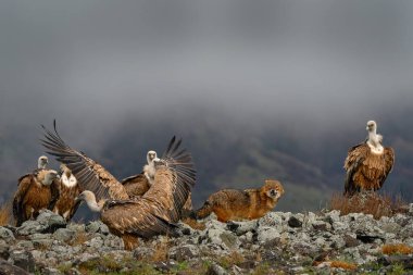 Akbabalar grubuyla çakal dövüşü. Griffon Vulture, Gyps fulvus, kayalık dağlarda oturan büyük yırtıcı kuşlar, doğa habitatı, Madzarovo, Bulgaristan, Doğu Rhodopes. Balkan 'dan vahşi yaşam.