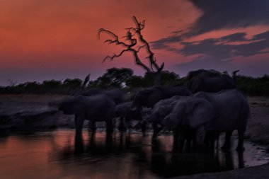 Görüntü sinema sanatı. Su birikintisinin yanındaki fil grubu, Savuti, Chobe NP, Botswana. Afrika - vahşi doğa. 