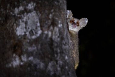 Gri fare lemuru, Microcebus murinus, Kirindy Ormanı, Madagaskar 'da endemik hayvan. Ağaçta gece lemuru, karanlık kara orman. Ağaç gövdeli gri fare lemuru, büyük gözlü küçük memeli..