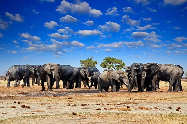 Αφρικανός Ελέφαντας Savuti Chobe Στη Μποτσουάνα Άγρια Ζωή Σκηνή Από — Φωτογραφία Αρχείου