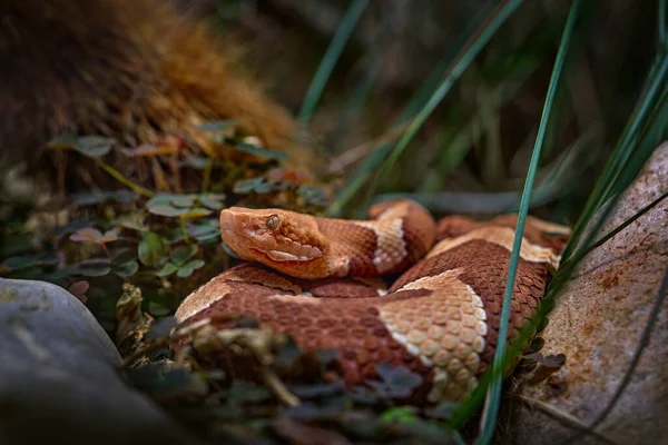 墨西哥北部得克萨斯州 Transpecos Copperhead Agkistrodon Contortrix Pictigaster 毒蛇在自然界的栖息地 野生动物的天性Braun Orange Snake — 图库照片