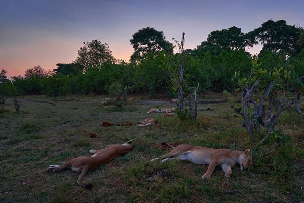 Lion Pride Pack Dormant Dans Nature Brousse Région Rivière Khwai — Photo