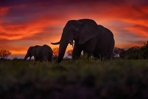 アフリカの象の夕日 空の雲の上にタスクと赤オレンジの夜の光を持つ2つの大きな象 ボツワナのオカバンゴ アフリカの自然 ボツワナでの旅行 — ストック写真