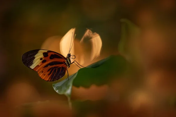Kosta Rika Dan Kelebek Heliconius Ismenius Çiçek Üzerindeki Böcekler Doğal — Stok fotoğraf