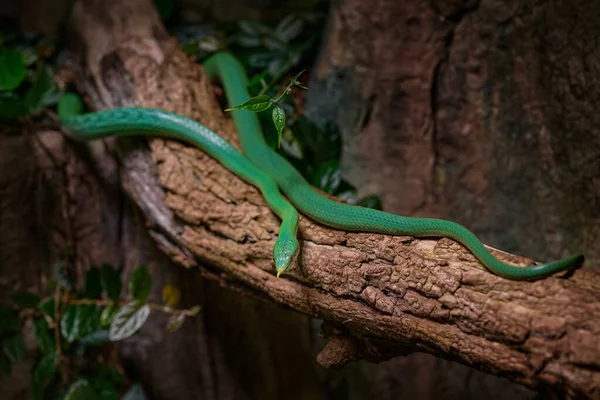 犀牛鼠蛇 肉眼蛇 来自越南和中国的毒蛇 草木中的绿蛇 亚洲野生生物 — 图库照片