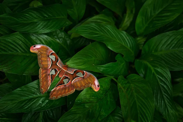 Rothschildia Lebeau Mariposa Polilla Del Bosque Tropical Montaña Insectos Flor —  Fotos de Stock