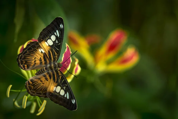 マレーシアの蝶 クリッパー蝶 パルテノス シルビア 花に昆虫が生息しています インドネシアの野生生物の蝶 ジャングルの中の熱帯蝶 詳細を見る — ストック写真