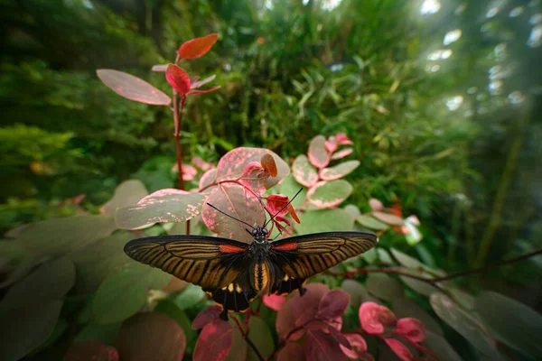 斜纹兰花 裸人兰花 意大利加加诺 花粉红陆生兰花 自然栖息地 美丽的绽放细节 来自欧洲的春景 草甸绿地上的野花 — 图库照片
