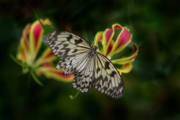 Морфо Поліфема Білий Морфо Білий Метелик Мексики Центральної Америки Екзотична — стокове фото