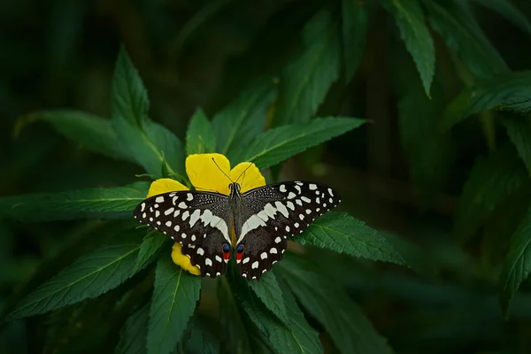 Mariposa Sudáfrica Zimbabwe Papilio Demodocus Insectos Flor Amarilla Florecen Hábitat — Foto de Stock