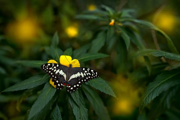 Hmyz Rozkvětu Květin Přírodním Stanovišti Citrus Swallowtail Nebo Vánoční Motýl — Stock fotografie