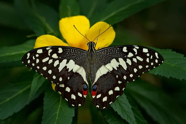 Citrus Swallowtail Mariposa Navidad Papilio Demodocusinsecto Flor Florecen Hábitat Natural — Foto de Stock