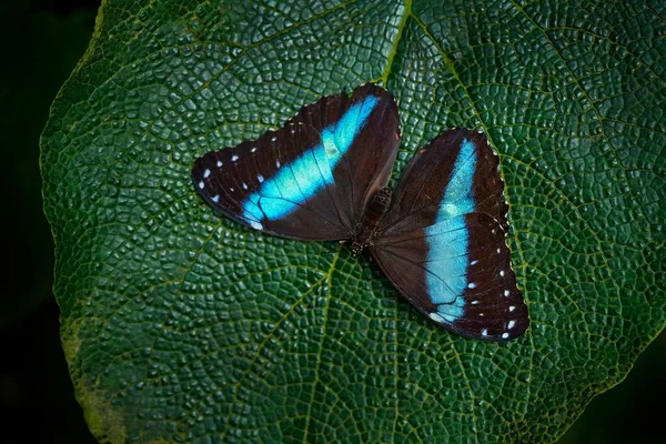 Schmetterling Ecuador Morpho Achilles Insekten Auf Blütenblättern Natürlichen Lebensraum Blauer — Stockfoto