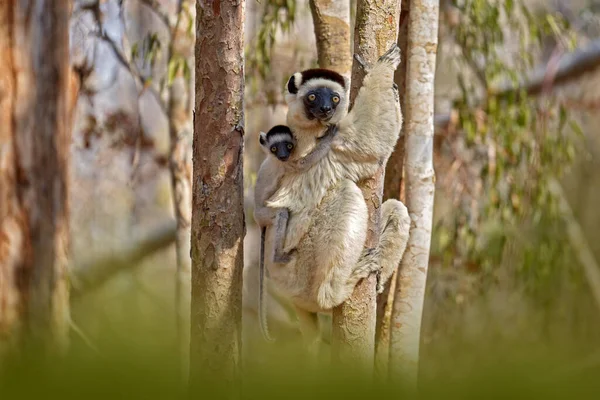 马达加斯加野生动物 Verreauxs Sifaka Propithecus Verreauxi 在马达加斯加Kirindy森林的猴子和幼崽 柠檬在自然界的栖息地 西法卡在树上 阳光灿烂的一天 — 图库照片