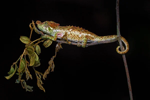 Calumma Fallax Krótki Nosek Zwodniczy Kameleon Siedzący Gałęzi Drzewa Siedlisku — Zdjęcie stockowe