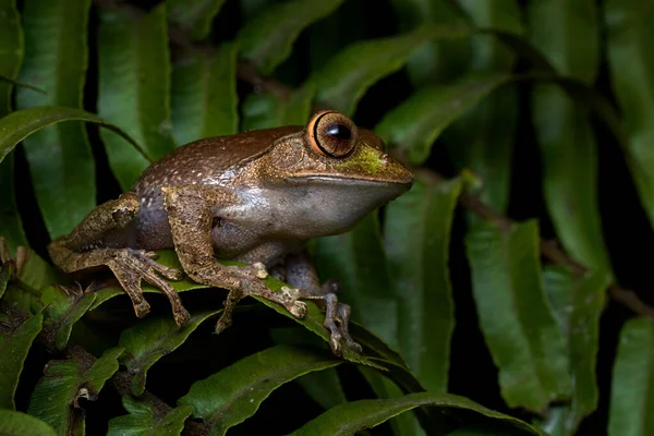 マダガスカルの野生動物 マダガスカル明るい目のカエル Boophis Madagascariensis Ranomafana Inマダガスカル 森の生息地での両生類の両生類 夜の写真 カエルと緑の葉 — ストック写真