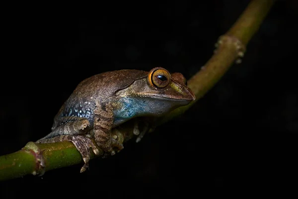 马达加斯加明亮的青蛙 Boophis 马达加斯加的狂犬病 Ranomafana 森林栖息地的两栖动物 夜间照片 绿叶与青蛙 马达加斯加野生生物 — 图库照片