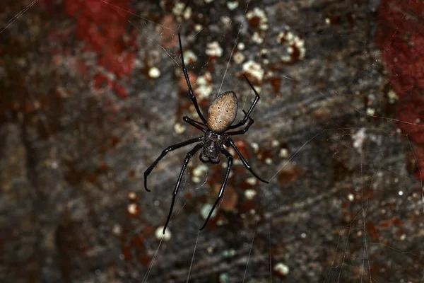 Nephilingis Livida Araneid Spider Madagascar Namorana Ranomafana Madagascar Iscect Africa — Stock Photo, Image