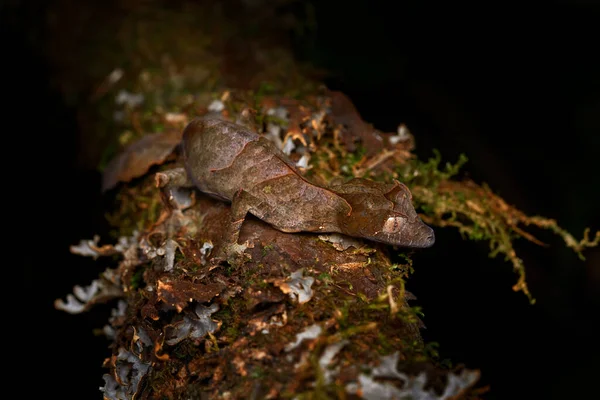 サタンの葉の尾をしたヤモリ ウロプラトス マダガスカルのラノマファナ国立公園のトカゲ 葉は自然の生息地でヤモリを見て 緑の植生で夜の写真 野生動物マダガスカル ドラゴン — ストック写真