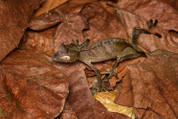 Gecko Satanique Queue Feuille Uroplatus Phantasticus Lézard Parc National Ranomafana — Photo