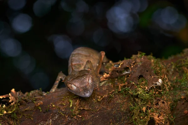 Сатанинський Гекон Uroplatus Phantasticus Ящірка Національного Парку Раномафана Мадагаскар Листя — стокове фото