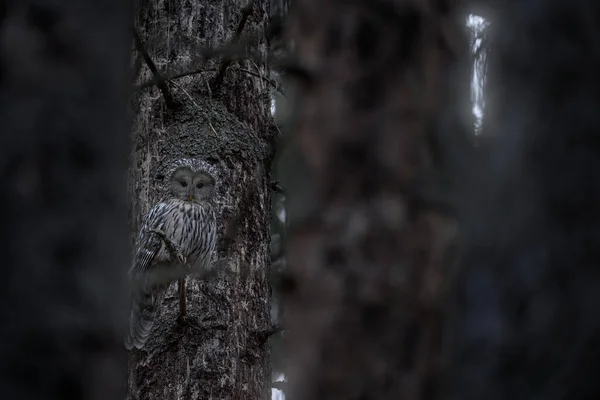 ウラルフクロウ Strix Uralensis 木の枝に座って 緑のトウヒの森で 自然から野生動物のシーン 野生の鳥と生息地 チェコ共和国スプルースの木の森の生息地 スマヴァNpのフクロウ — ストック写真
