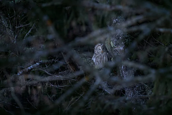 Ural Owl Strix Uralensis Sitting Tree Branch Green Spruce Forest — Stock Photo, Image