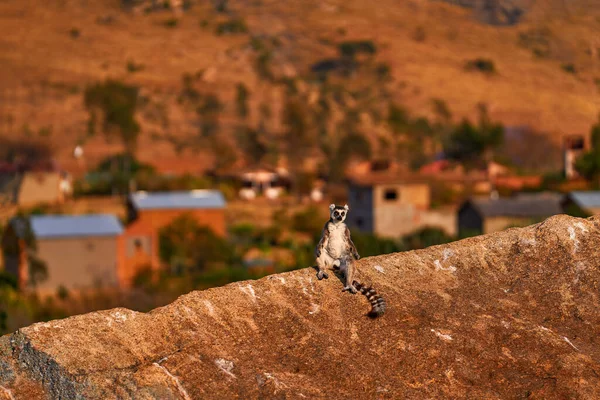 Madagascar Urban Wildlife Lemur City House Madagascar Wildlife Ring Tailed — Stock Photo, Image