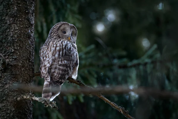 Ural Owl Strix Uralensis Sitter Trädgren Grön Granskog Wildlife Scen — Stockfoto