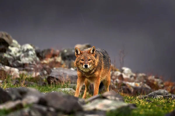 Golden jackal, Canis aureus, feeding scene on stone rock, Eastern Rhodopes. Wild dog behaviour scene in nature. Mountain animal in the habitat. Bulgaria wildlife, Balkan in Europe.